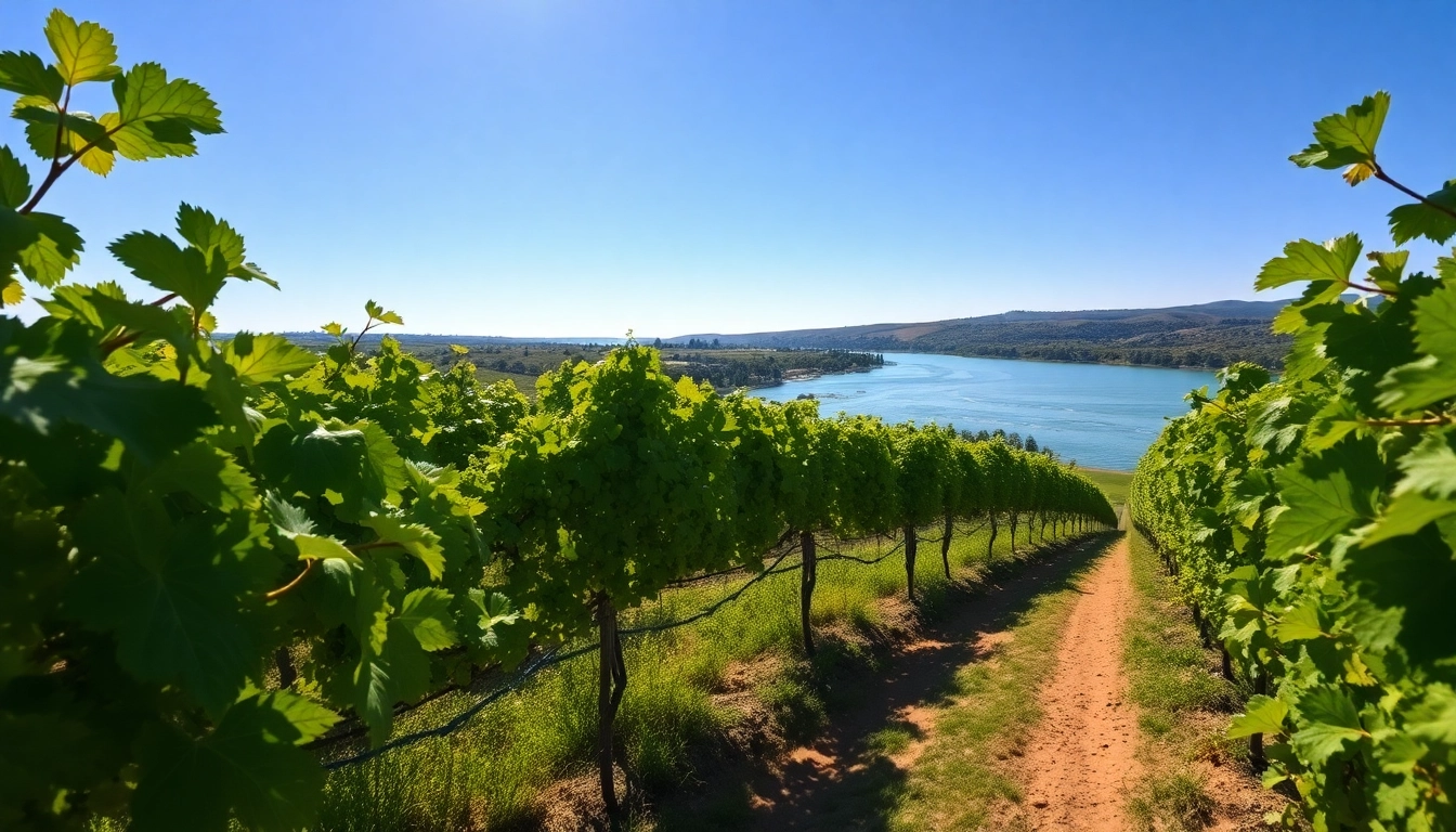 Captivating vineyards in Carksburg ca along the Sacramento River under bright sunlight.